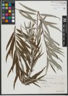 Foto von Salix viminalis L.